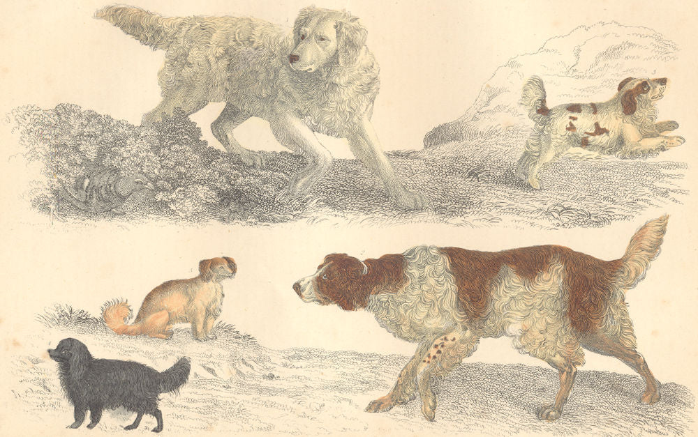 DOGS. Old English Setter; Cocker; King Charles; Comforter. GOLDSMITH. 1870
